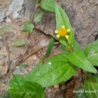 Acmella uliginosa (Sw.) Cass.